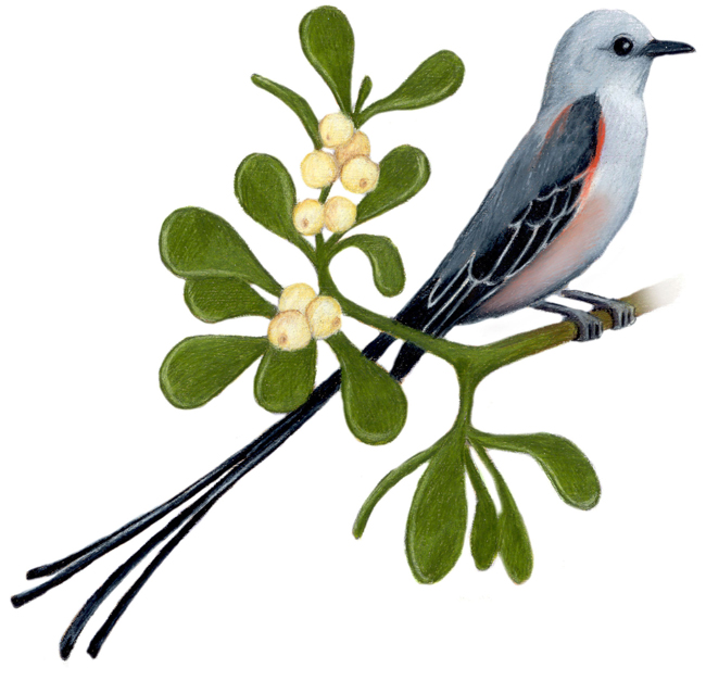 Oklahoma State Bird and Flower ScissorTailed Flycatcher / Muscivora